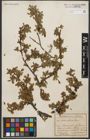 Foto von Salix retusa L.